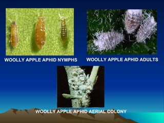 WOOLLY APPLE APHID NYMPHS   WOOLLY APPLE APHID ADULTS




          WOOLLY APPLE APHID AERIAL COLONY
 