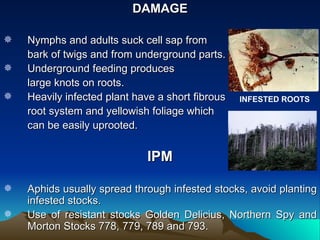 DAMAGE

   Nymphs and adults suck cell sap from
    bark of twigs and from underground parts.
   Underground feeding produces
    large knots on roots.
   Heavily infected plant have a short fibrous   INFESTED ROOTS
    root system and yellowish foliage which
    can be easily uprooted.


                             IPM

   Aphids usually spread through infested stocks, avoid planting
    infested stocks.
   Use of resistant stocks Golden Delicius, Northern Spy and
    Morton Stocks 778, 779, 789 and 793.
 