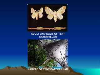 ADULT AND EGGS OF TENT
      CATERPILLAR




LARVAE OF TENT CATERPILLAR
 