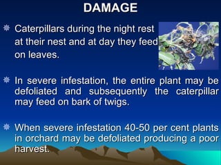 DAMAGE
 Caterpillars during the night rest
  at their nest and at day they feed
  on leaves.

 In severe infestation, the entire plant may be
  defoliated and subsequently the caterpillar
  may feed on bark of twigs.

 When severe infestation 40-50 per cent plants
  in orchard may be defoliated producing a poor
  harvest.
 
