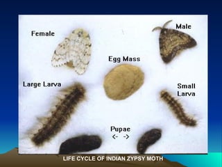 LIFE CYCLE OF INDIAN ZYPSY MOTH
 