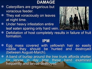 DAMAGE
 Caterpillars are gregarious but
  voracious feeder.
 They eat voraciously on leaves
  at night time.
 Under heavy infestation entire
  leaf eaten sparing only hard vein.
 Defoliation of host completely results in failure of fruit
  formation.
                           IPM
 Egg mass covered with yellowish hair so easily
  visible they should be hunted and destroyed
  (between August-March).
 A band of burlap around the tree trunk affords shelter
  for larvae in day time these band examined
  frequently and larvae destroyed.
 