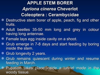 APPLE STEM BORER
           Apriona cinerea Cheverlot
           Coleoptera : Cerambycidae
 Destructive stem borer of apple, peach, fig and other
  fruits.
 Adult beetles 35-50 mm long and grey in colour
  having long antennae.
 Female lays egg inside cavity on a shoot.
 Grub emerge in 7-8 days and start feeding by boring
  inside the stem.
 Grub longevity 2 years.
 Grub remains quiescent during winter and resume
  feeding in March.
 Pupation takes place inside a tunnel made in the
  woody tissue.
 