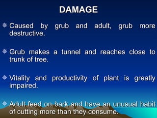 DAMAGE
 Caused by grub and adult, grub more
  destructive.

 Grub makes a tunnel and reaches close to
  trunk of tree.

 Vitality and productivity of plant is greatly
  impaired.

 Adult feed on bark and have an unusual habit
  of cutting more than they consume.
 