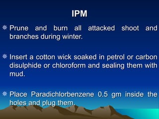 IPM
 Prune and burn all attacked shoot and
  branches during winter.

 Insert a cotton wick soaked in petrol or carbon
  disulphide or chloroform and sealing them with
  mud.

 Place Paradichlorbenzene 0.5 gm inside the
  holes and plug them.
 