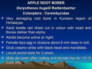APPLE ROOT BORER
           Dorysthenes hugelii Redtenbacher
               Coleoptera : Cerambycidae
   Very damaging root borer in Kumaon region of
    Himalayas.
   Adult beetle red chest nut in colour with head and
    thorax darker than elytra.
   Adults become active at night.
   Female lays egg in clusture about 8 mm deep in soil.
   Grub creamy white with black head and mandibles.
   Larval period lasts for 3 years.
   Male die soon after mating and female live for 10-12
    days only.
 
