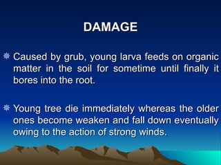 DAMAGE

 Caused by grub, young larva feeds on organic
  matter in the soil for sometime until finally it
  bores into the root.

 Young tree die immediately whereas the older
  ones become weaken and fall down eventually
  owing to the action of strong winds.
 