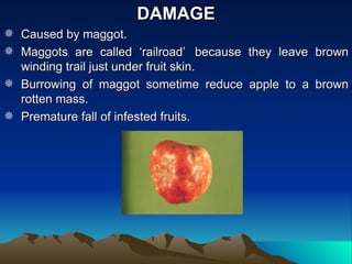 DAMAGE
 Caused by maggot.
 Maggots are called ‘railroad’ because they leave brown
  winding trail just under fruit skin.
 Burrowing of maggot sometime reduce apple to a brown
  rotten mass.
 Premature fall of infested fruits.
 