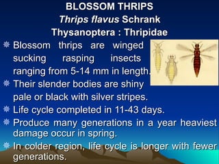 BLOSSOM THRIPS
             Thrips flavus Schrank
            Thysanoptera : Thripidae
 Blossom thrips are winged
  sucking     rasping     insects
  ranging from 5-14 mm in length.
 Their slender bodies are shiny
  pale or black with silver stripes.
 Life cycle completed in 11-43 days.
 Produce many generations in a year heaviest
  damage occur in spring.
 In colder region, life cycle is longer with fewer
  generations.
 