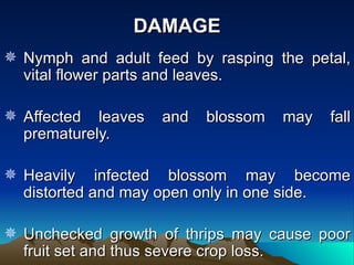 DAMAGE
 Nymph and adult feed by rasping the petal,
  vital flower parts and leaves.

 Affected leaves   and   blossom   may   fall
  prematurely.

 Heavily infected blossom may become
  distorted and may open only in one side.

 Unchecked growth of thrips may cause poor
  fruit set and thus severe crop loss.
 