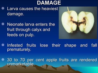 DAMAGE
 Larva causes the heaviest
  damage.

 Neonate larva enters the
  fruit through calyx and
  feeds on pulp.

 Infested fruits lose their shape and fall
  prematurely.

 30 to 70 per cent apple fruits are rendered
  unmarketable.
 
