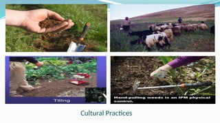 Cultural Practices
 