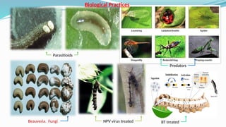 Parasitioids
Predators
Beauveria. Fungi NPV virus treated BT treated
Biological Practices
 