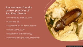 Environment friendly
control practices of
Red Flour Beetle
This Photo by Unknown author is licensed under CC BY.
 