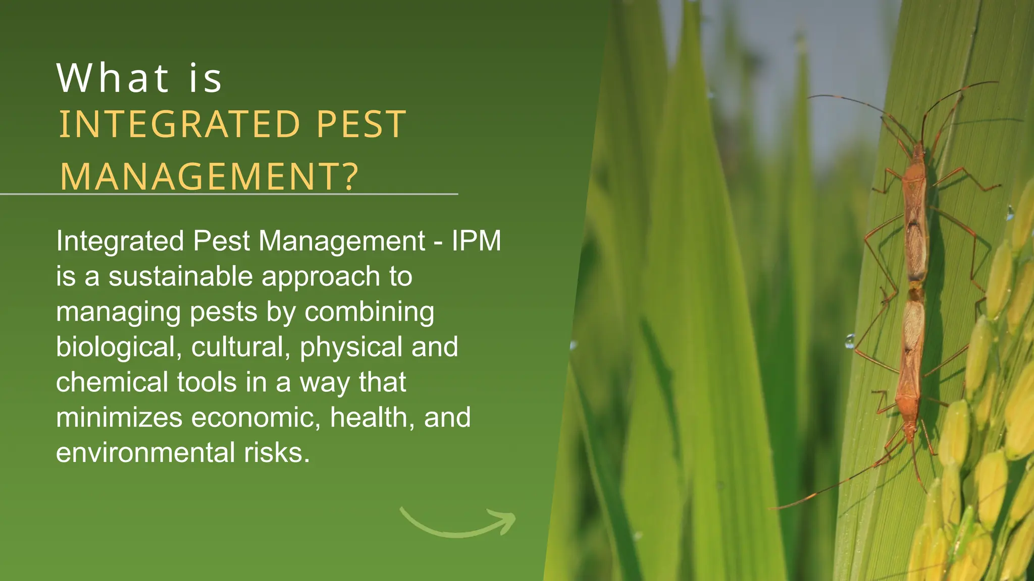Integrated Pest Management In Natural and Protected Environment ...