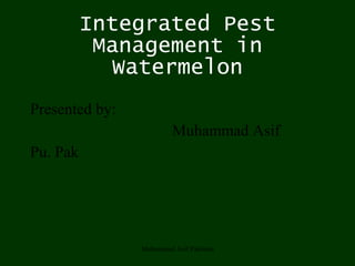 Integrated Pest Management in Watermelon ,[object Object],[object Object],[object Object],Muhammad Asif Pakistan 