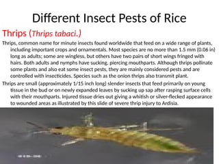 Integrated_Pest_Management_of_Rice.pptx....IPM of Rice Management | PPTX