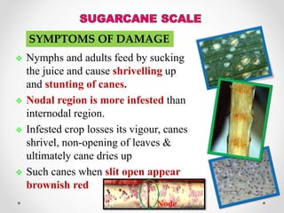 Integrated Pest Management of Sugarcane | PPTX