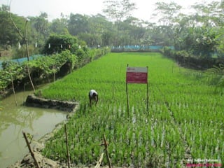 Integrated rice-vegetable- fish- fruit culture