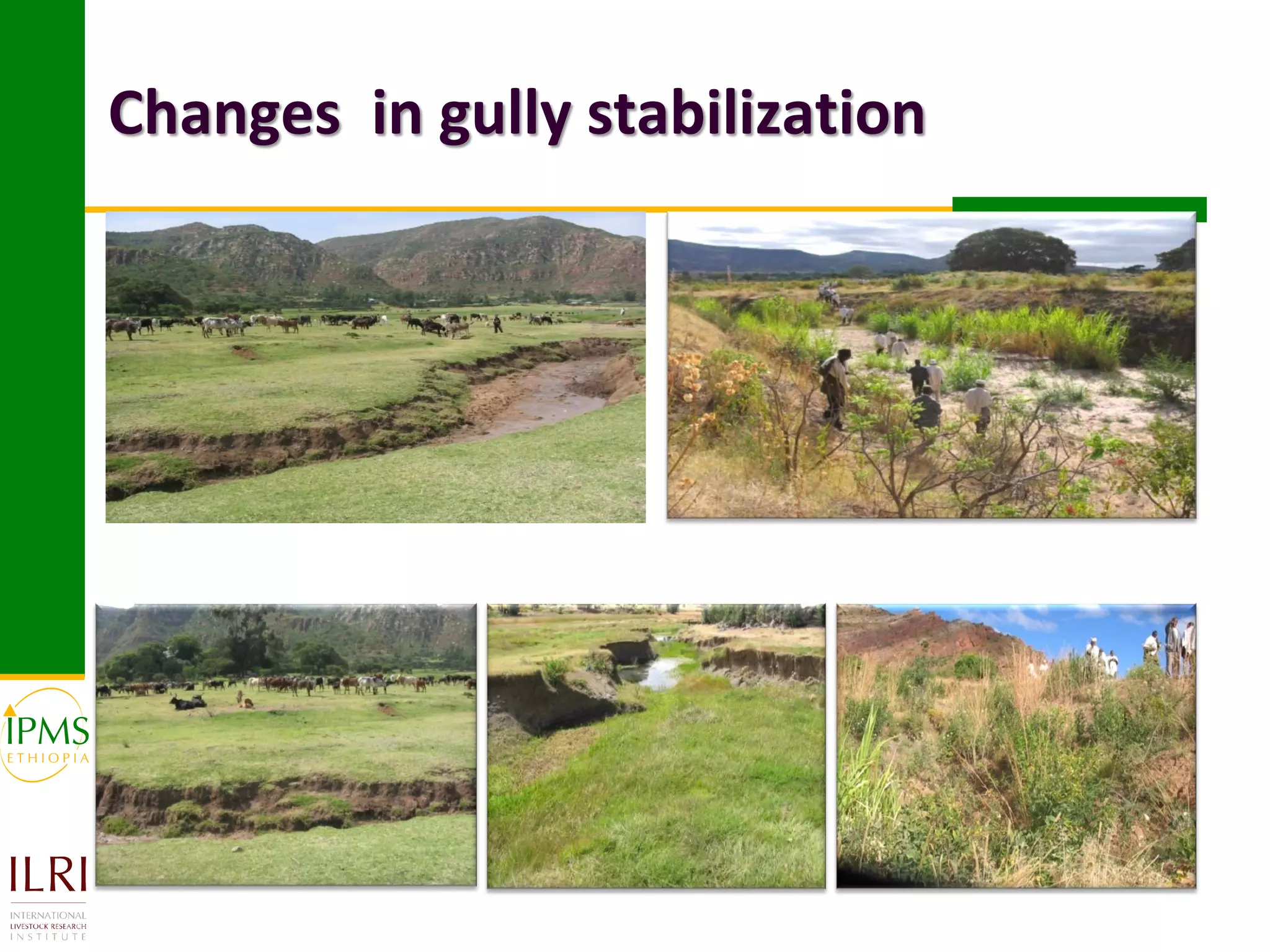 Gully Stabilization Market-oriented livestock production and sustainable watershed ...