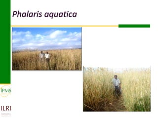 Phalaris aquatica
 