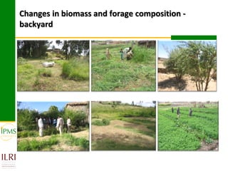 Changes in biomass and forage composition -
backyard
 