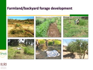 Farmland/backyard forage development
 