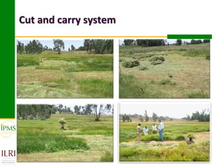 Cut and carry system
 