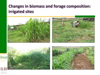 Changes in biomass and forage composition:
irrigated sites
 