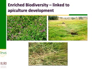 Enriched Biodiversity – linked to
apiculture development
 