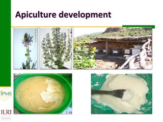 Apiculture development
 