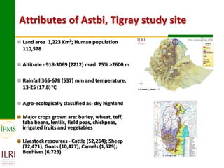 Attributes of Astbi, Tigray study site
 Land area 1,223 Km2; Human population
  110,578

 Altitude - 918-3069 (2212) masl 75% >2600 m


 Rainfall 365-678 (537) mm and temperature,
  13-25 (17.8) oC

 Agro-ecologically classified as- dry highland

  Major crops grown are: barley, wheat, teff,
  faba beans, lentils, field peas, chickpeas,
  irrigated fruits and vegetables

  Livestock resources - Cattle (52,264); Sheep
  (72,471); Goats (10,427); Camels (1,529);
  Beehives (6,729)
 