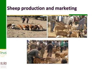 Sheep production and marketing
 