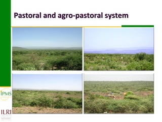 Pastoral and agro-pastoral system
 