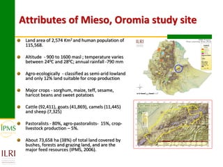 Attributes of Mieso, Oromia study site
 Land area of 2,574 Km2 and human population of
 115,568.

 Altitude - 900 to 1600 masl ; temperature varies
 between 240C and 280C; annual rainfall -790 mm

 Agro-ecologically - classified as semi-arid lowland
 and only 12% land suitable for crop production

 Major crops - sorghum, maize, teff, sesame,
 haricot beans and sweet potatoes

 Cattle (92,411), goats (41,869), camels (11,445)
 and sheep (7,325)

 Pastoralists - 80%, agro-pastoralists- 15%, crop-
 livestock production – 5%.

 About 73,658 ha (38%) of total land covered by
 bushes, forests and grazing land, and are the
 major feed resources (IPMS, 2006).
 