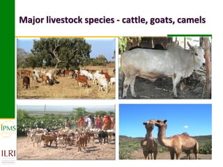 Major livestock species - cattle, goats, camels
 