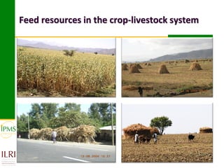 Feed resources in the crop-livestock system
 