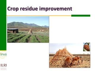 Crop residue improvement
 