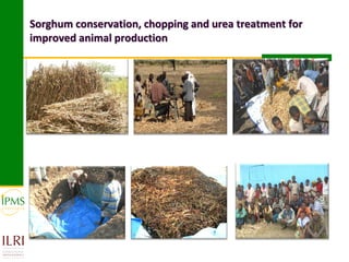Sorghum conservation, chopping and urea treatment for
improved animal production
 