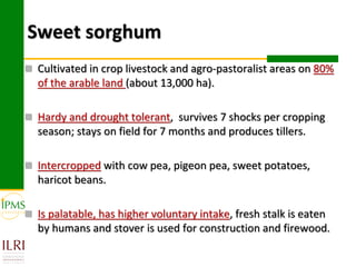 Sweet sorghum
 Cultivated in crop livestock and agro-pastoralist areas on 80%
  of the arable land (about 13,000 ha).

 Hardy and drought tolerant, survives 7 shocks per cropping
  season; stays on field for 7 months and produces tillers.

 Intercropped with cow pea, pigeon pea, sweet potatoes,
  haricot beans.

 Is palatable, has higher voluntary intake, fresh stalk is eaten
  by humans and stover is used for construction and firewood.
 