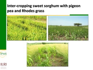Inter-cropping sweet sorghum with pigeon
pea and Rhodes grass
 