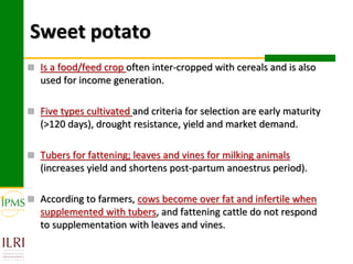 Sweet potato
 Is a food/feed crop often inter-cropped with cereals and is also
   used for income generation.

 Five types cultivated and criteria for selection are early maturity
   (>120 days), drought resistance, yield and market demand.

 Tubers for fattening; leaves and vines for milking animals
   (increases yield and shortens post-partum anoestrus period).

 According to farmers, cows become over fat and infertile when
   supplemented with tubers, and fattening cattle do not respond
   to supplementation with leaves and vines.
 