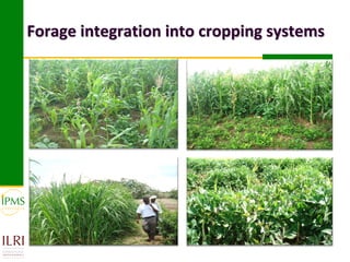 Forage integration into cropping systems
 