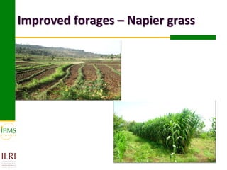 Improved forages – Napier grass
 