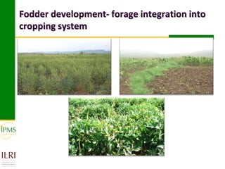Fodder development- forage integration into
cropping system
 