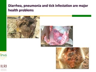 Diarrhea, pneumonia and tick infestation are major
health problems
 