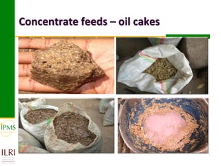 Concentrate feeds – oil cakes
 