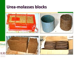 Urea-molasses blocks
 