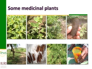 Some medicinal plants
 