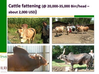 Cattle fattening (@ 20,000-35,000 Birr/head –
about 2,000 USD)
 